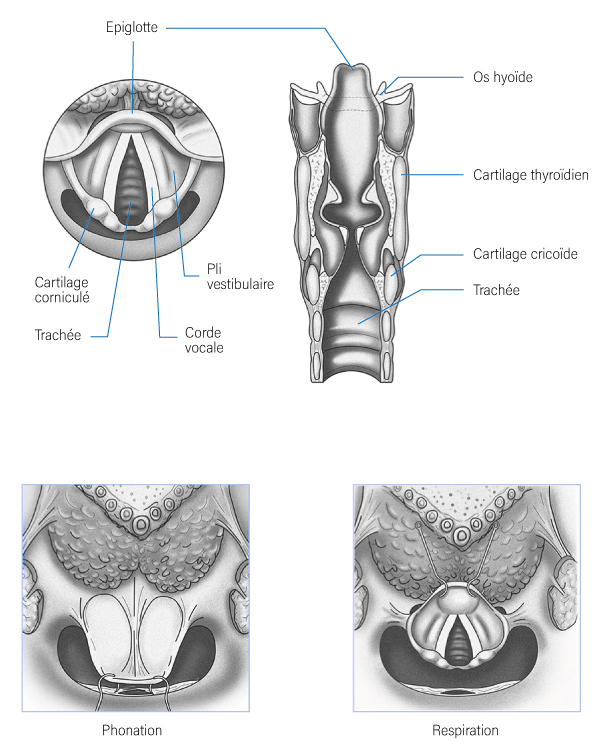 Larynx Larynx