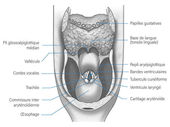 Oropharynx Vue postérieure Oropharynx Vue postérieure