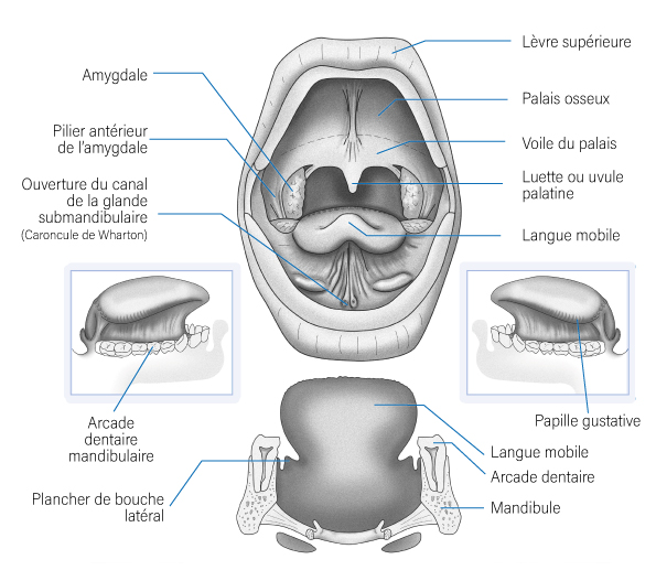 Oropharynx Vue antérieure Oropharynx Vue antérieure