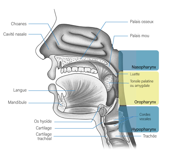 Oropharynx Vue Sagittale Oropharynx Vue Sagittale